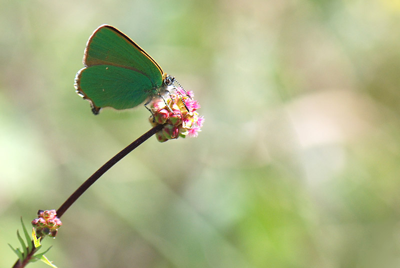 Luce di Primavera - Callophrys rubi